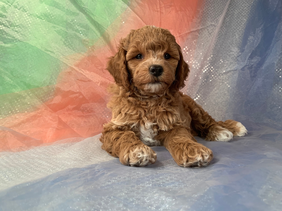 Male Bichon Poodle Puppy For Sale $1200 DOB 2021-9-22